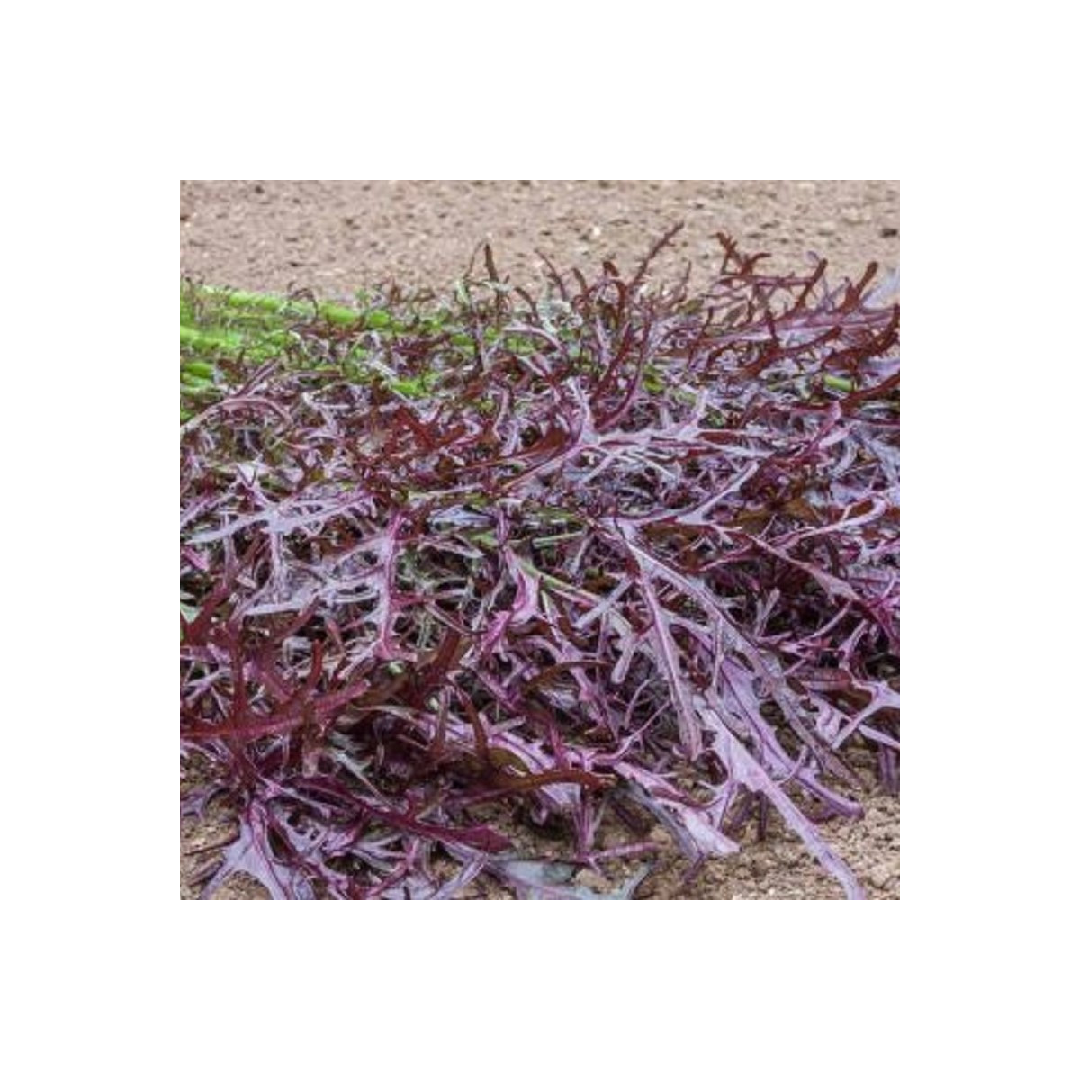 Horčica Moutarde Rouge Metis - Brassica juncea - semená horčice - 100 ks