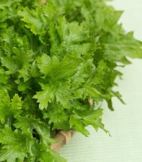 BIO Horčica Wasabina - Brassica juncea - bio semená horčice - 100 ks