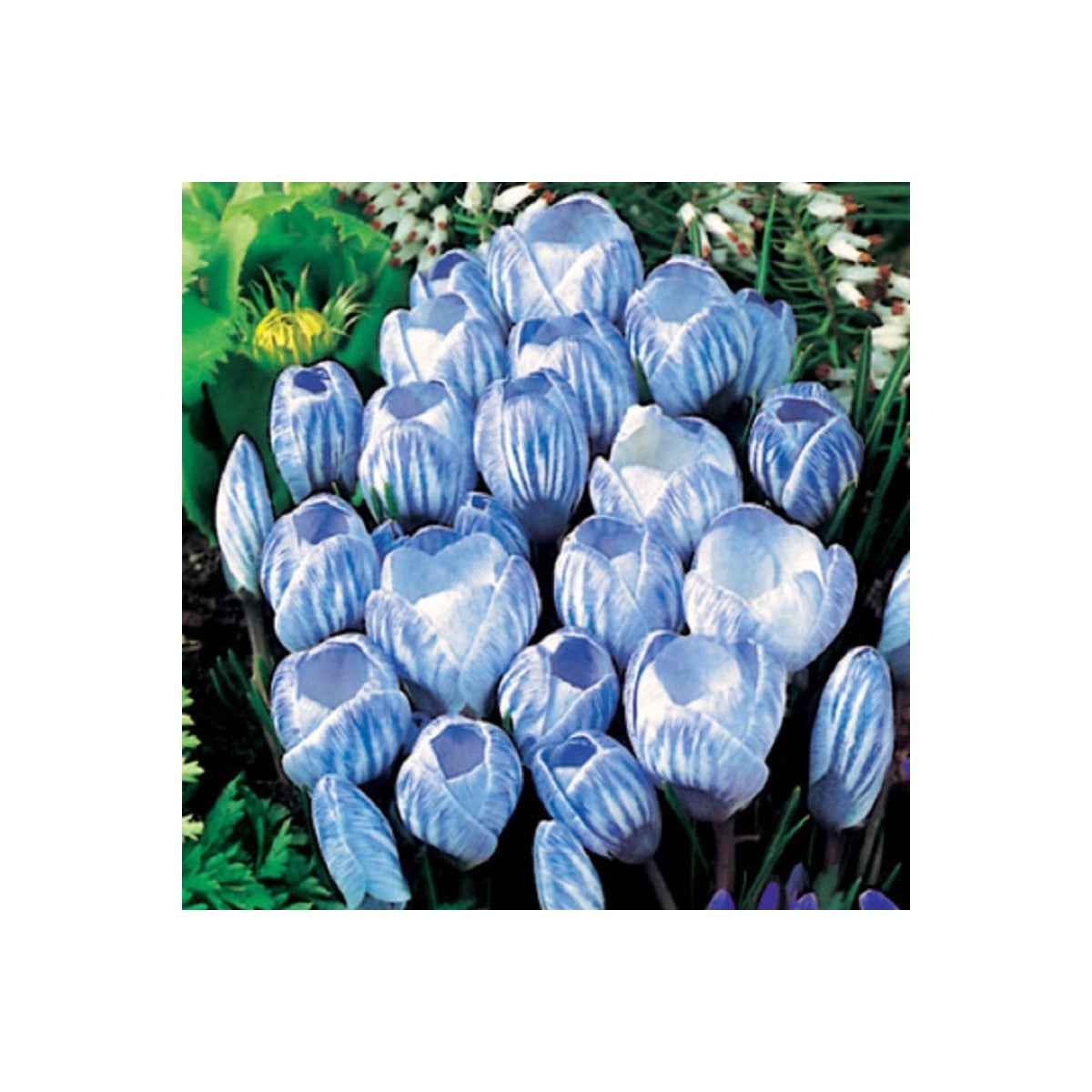 Krókus Sky Blue - Crocus vernus - cibuľoviny - 3 ks
