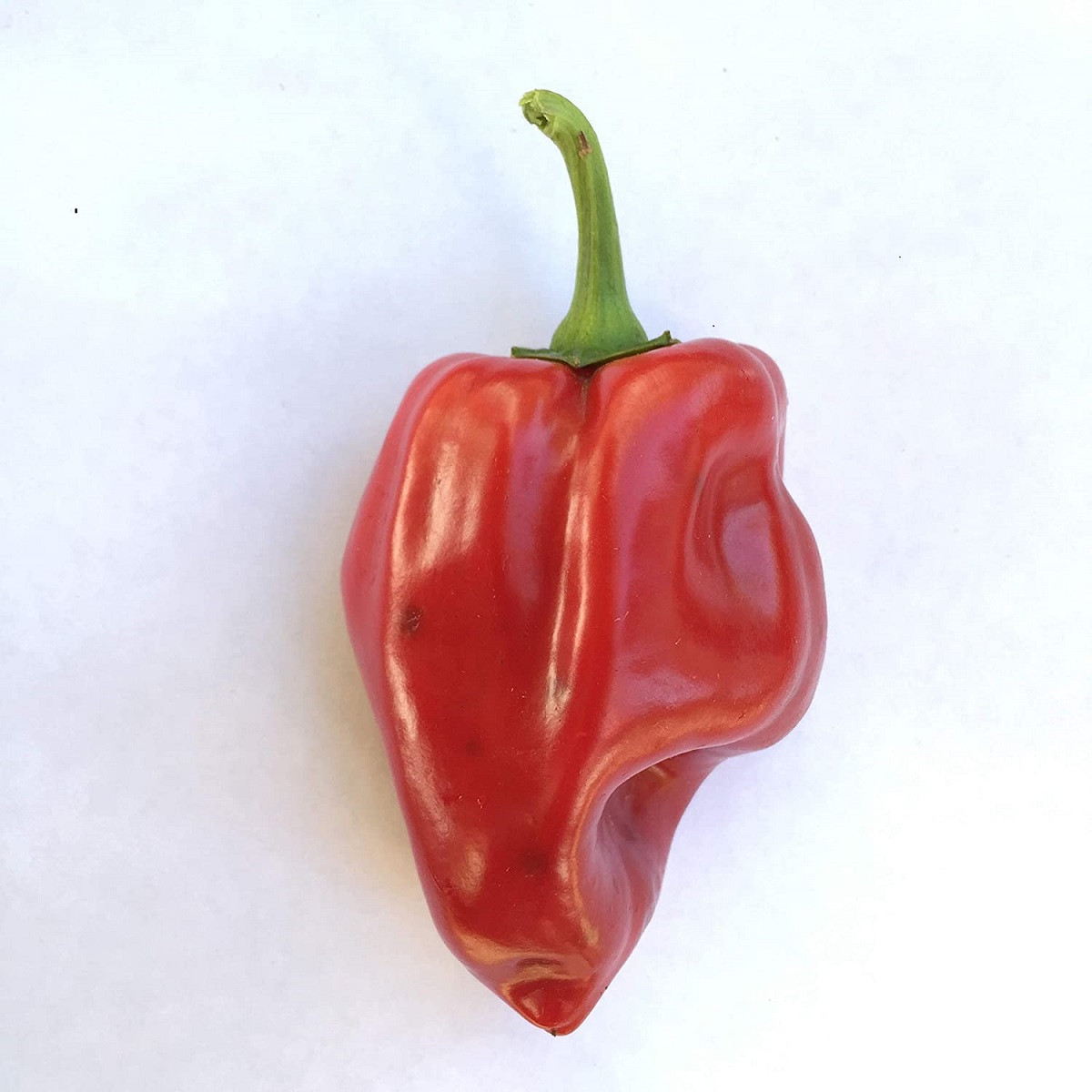 Chilli Pimientos de Padron - Capsicum Annuum - semená chilli - 7 ks