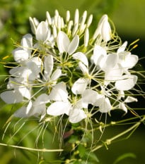 Kleoma tŕnistá biela - Cleome houtteana - semená kleomy - 10 ks