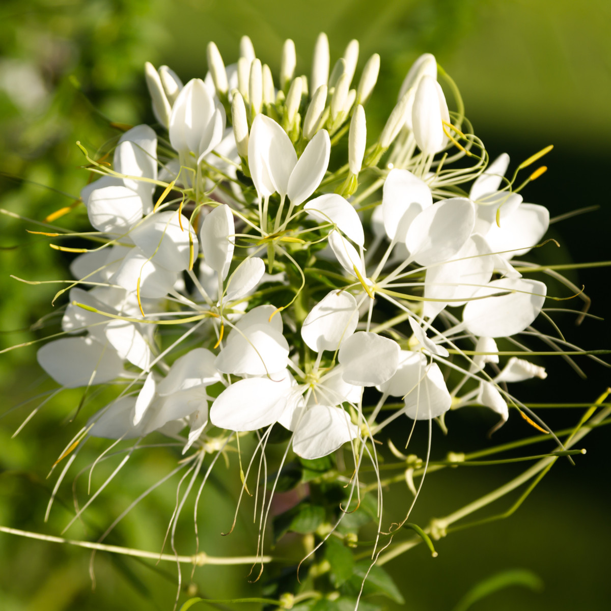 Kleoma tŕnistá biela - Cleome houtteana - semená kleomy - 10 ks