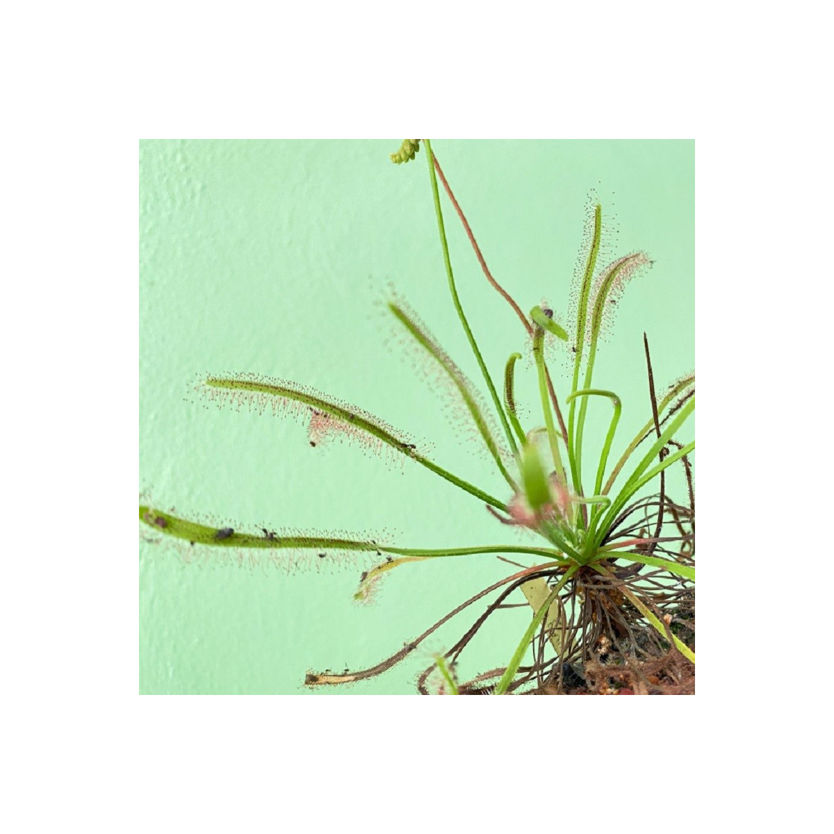 Rosička kapská Vogelgat NR - Drosera capensis - semená rosičky - 15 ks