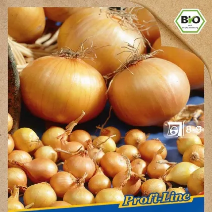 BIO cibuľa sadzačka Contado F1 - Allium cepa - bio cibuľky - 50 ks
