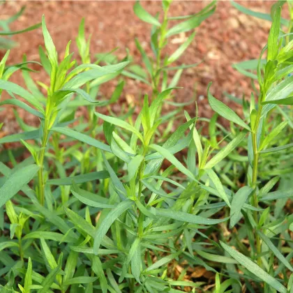 BIO palina dračia - Artemisia dracunculus - bio semená paliny - 500 ks