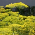 BIO kôpor voňavý  - Anethum graveolens - bio semená kôpru - 300 ks