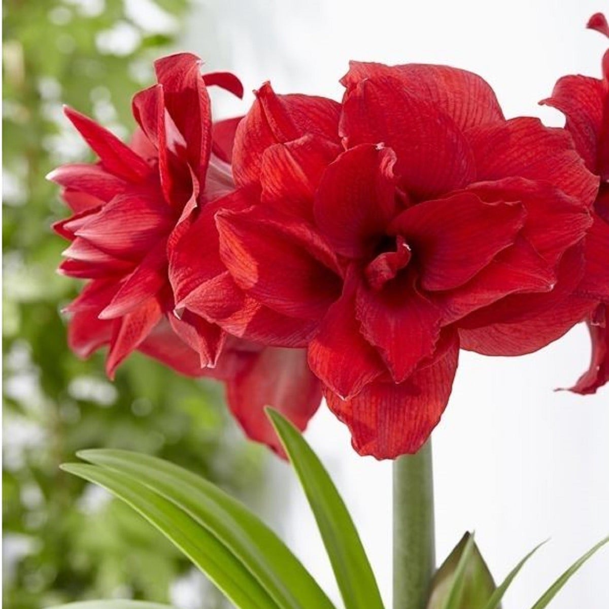 Zornica plnokvetá Amarantia - Hippeastrum - cibuľa zornice - 1 ks