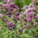 Pamajorán obyčajný - Origanum vulgare - semená pamajoránu - 1200 ks