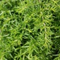 BIO saturejka záhradná - Satureja hortensis - bio semená saturejky - 600 ks