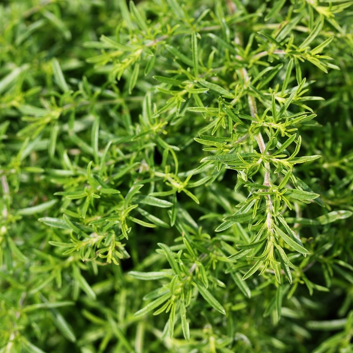 BIO saturejka záhradná - Satureja hortensis - bio semená saturejky - 600 ks