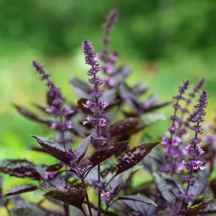 BIO Bazalka pravá červená - Ocimum basilicum - semená bazalky - 100 ks