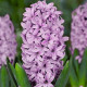 Hyacint Splendid Cornelia - Hyacinthus - cibuľa hyacintu - 1 ks