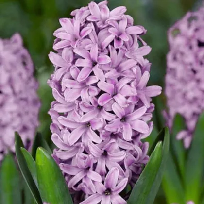Hyacint Splendid Cornelia - Hyacinthus - cibuľa hyacintu - 1 ks