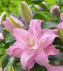 Ľalia plnokvetá Roselily Editha - Lilium - cibuľa ľalia - 1 ks