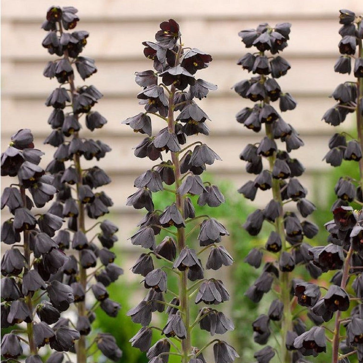 Korunkovka perzská Adiyaman - Fritillaria persica - cibuľoviny - 1 ks