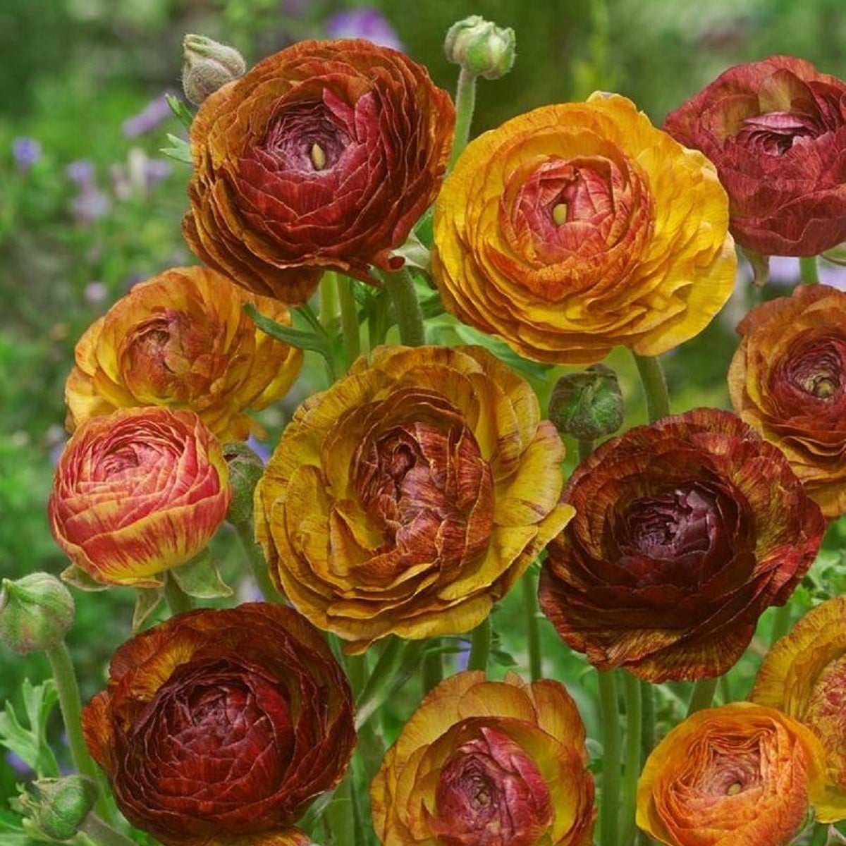 Iskerník plnokvetý Picotee café - Ranunculus asiaticus - hľuzy iskerníkov - 3 ks