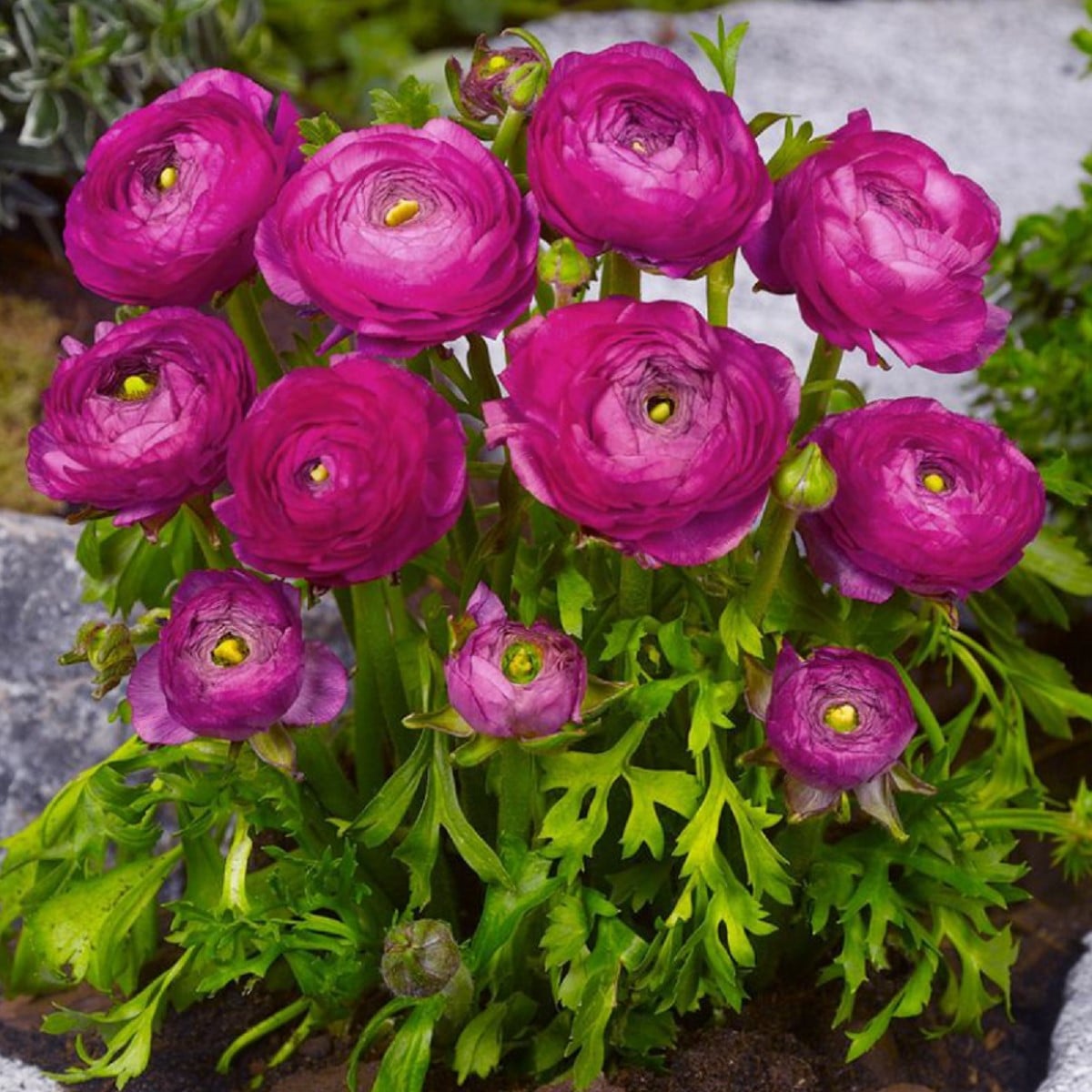 Iskerník plnokvetý fialový - Ranunculus asiaticus - hľuzy iskerníkov - 3 ks