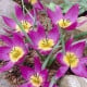 Tulipán Eastern Star pulchella - Tulipa - cibule tulipánov - 3 ks
