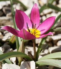 Tulipán Eastern Star pulchella - Tulipa - cibule tulipánov - 3 ks