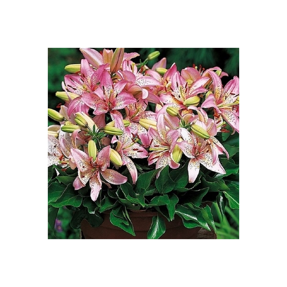 Ľalia Pink Pixie - Lílium - cibuľa ľalií - 1 ks