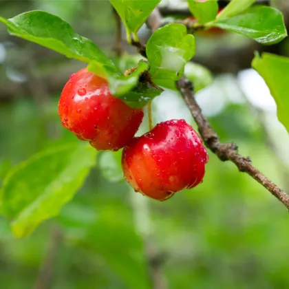 Barbadoská čerešňa - Malpighia glabra - semená čerešne - 4 ks