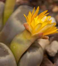 Lithops dinteri Dintergreen - semená lithopsu - 10 ks