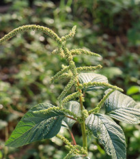 Láskavec Green Giant - Amaranthus tricolor - semená láskavca - 400 ks