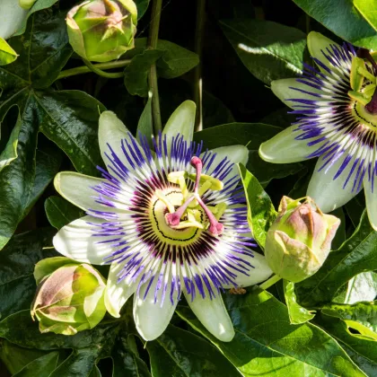 Mučenka modrá - Passiflora caerulea - semená mučenky - 5 ks