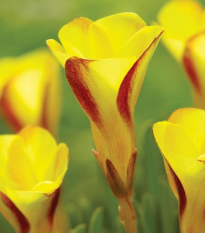 Šťavel dvojfarebný Golden Cape - Oxalis - hľuza šťaveľa - 1 ks