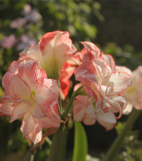 Zornica plnokvetá Aphrodite - Hippeastrum - cibuľa zornice - 1 ks