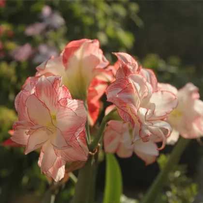 Zornica plnokvetá Aphrodite - Hippeastrum - cibuľa zornice - 1 ks