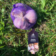 Sadbový cesnak Slavin II - Allium sativum - paličiak - 1 balenie