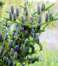 Jedľa balzamová - Abies balsamea - semená jedle - 7 ks