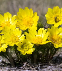 Hlaváčik jarný - Adonis vernalis - semená hlaváčika - 10 ks