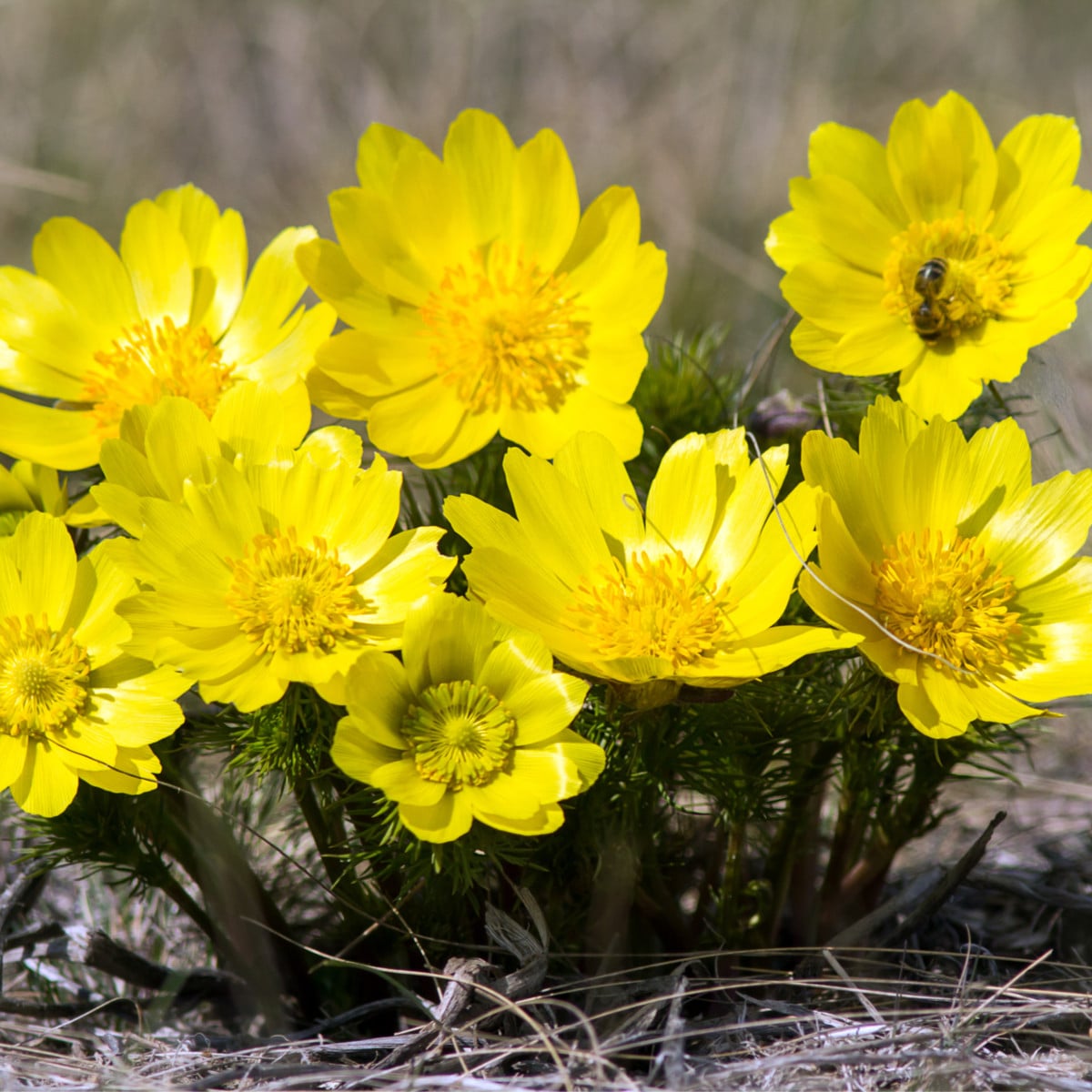 Hlaváčik jarný - Adonis vernalis - semená hlaváčika - 10 ks