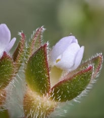 Pochybok najväčší - Androsace maxima - semená pochybku - 15 ks