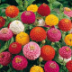 Cínia Liliput - Zinnia elegans - semená cínia - 50 ks