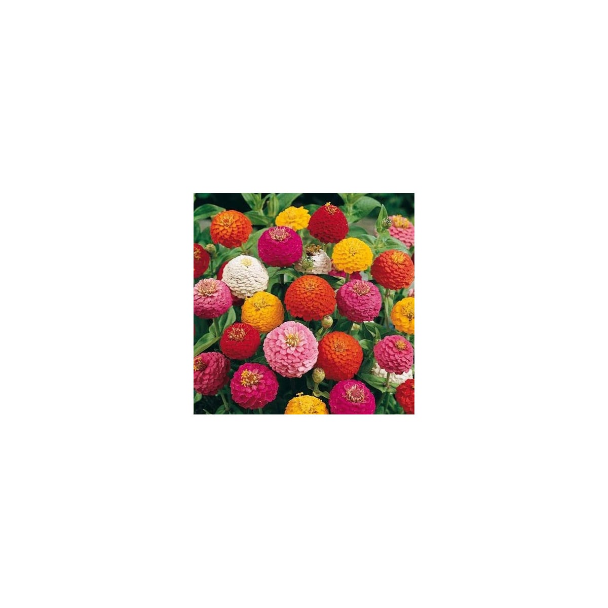Cínia Liliput - Zinnia elegans - semená cínia - 50 ks