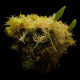 Bublinatka orchidoidná - Utricularia alpina - semená bublinatky - 10 ks