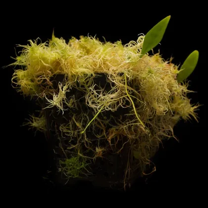 Bublinatka orchidoidná - Utricularia alpina - semená bublinatky - 10 ks