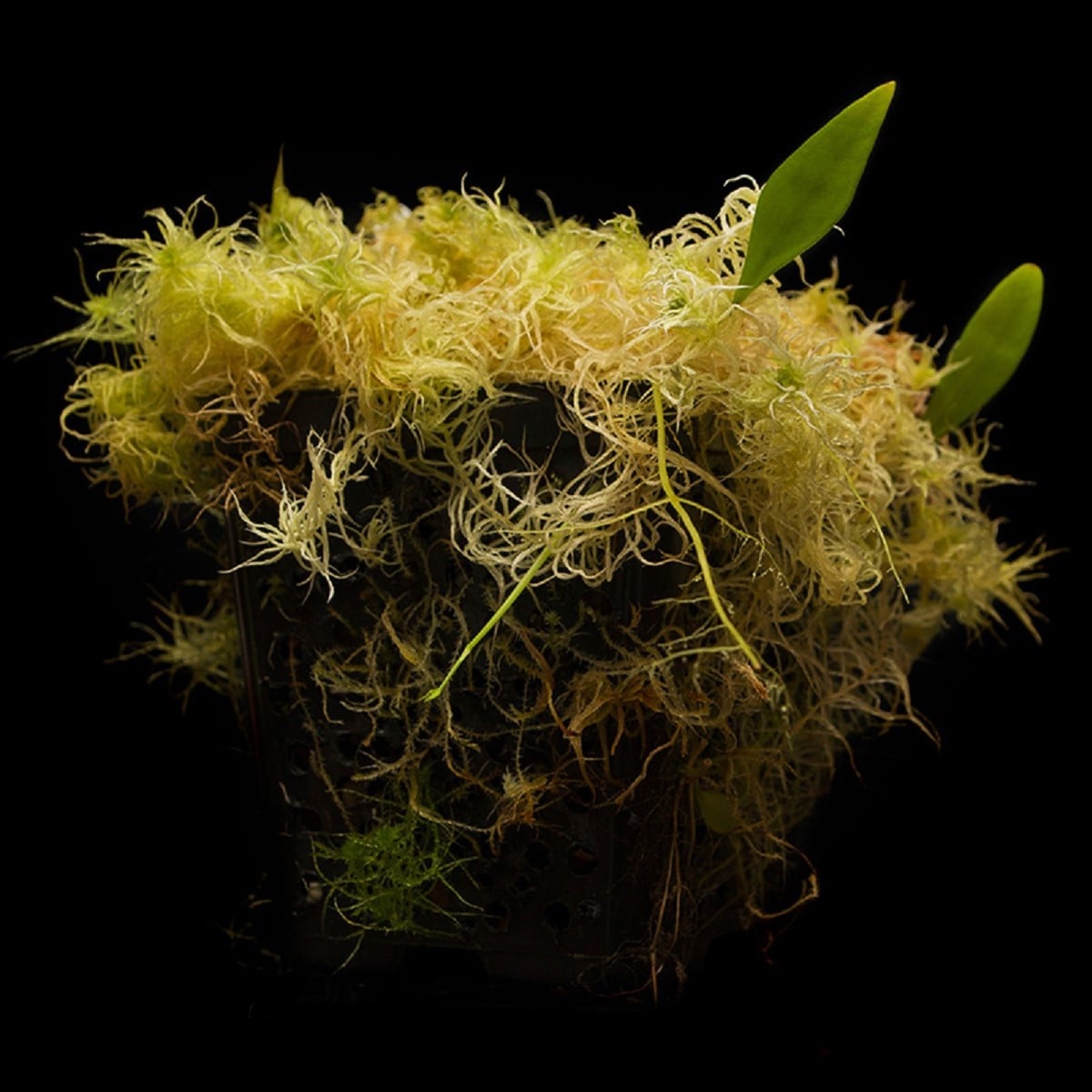 Bublinatka orchidoidná - Utricularia alpina - semená bublinatky - 10 ks