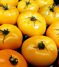 Paradajka Azoychka - Solanum lycopersicum - semená paradajky - 8 ks