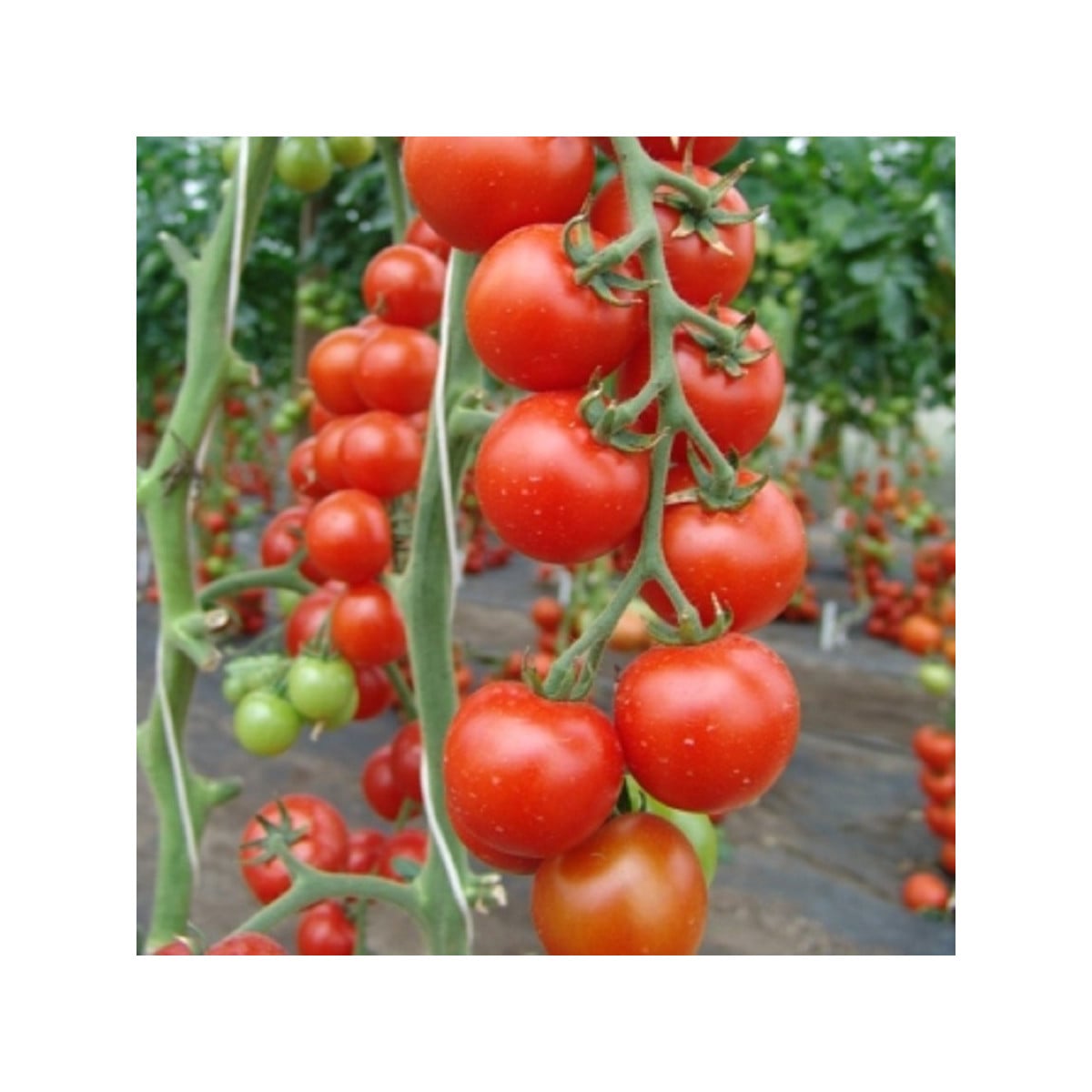 Paradajka Spencer - Solanum lycopersicum - semená paradajky - 20 ks