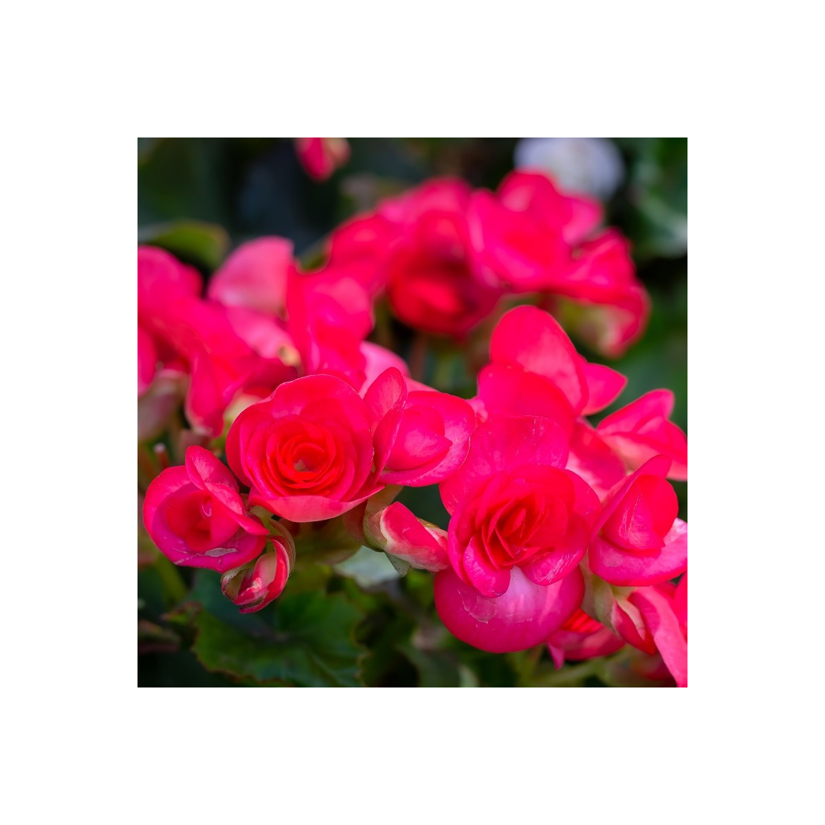 Begónia Nonstop ružová - Begonia tuberhybrida - hľuzy begónie - 2 ks