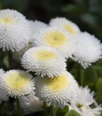 Sedmokráska obyčajná biela - Bellis perennis - semená sedmokrásky - 0,1 g