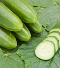 BIO Uhorka šalátová Persika - Cucumis sativus - bio semená uhorky - 10 ks