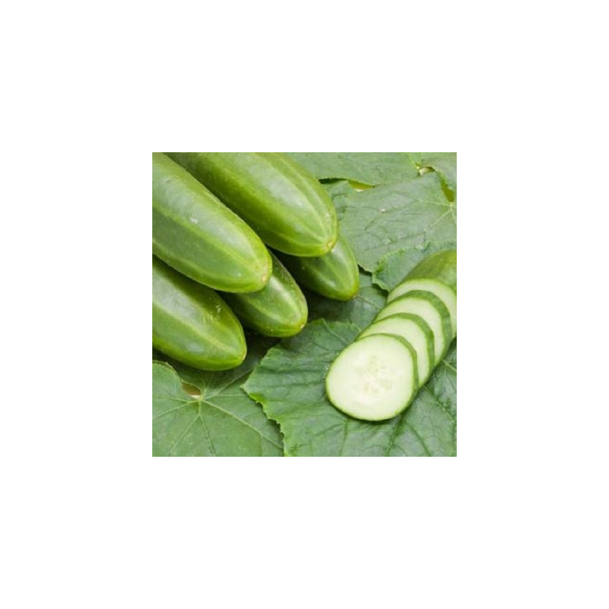BIO Uhorka šalátová Persika - Cucumis sativus - bio semená uhorky - 10 ks