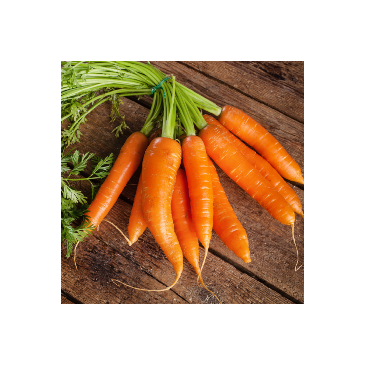 BIO Mrkva Robila - Daucus carota - bio semená mrkvy - 200 ks