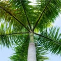 Palma kráľovská kubánska - Roystonea regia - semená - 6 ks