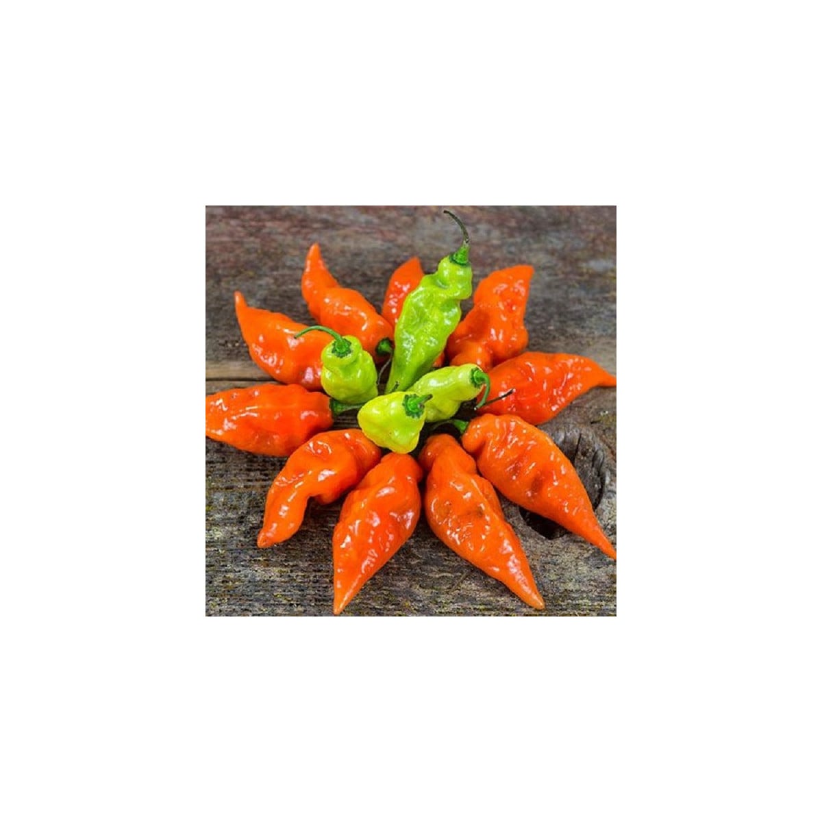 Paprika Habanada - Capsicum Chinense - semená papriky - 10 ks